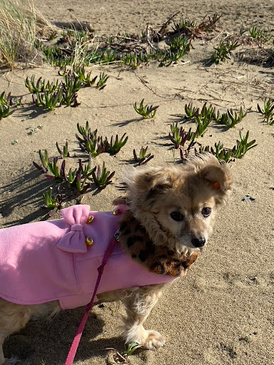 Sun Valley Animal Hospital - Thumbnail