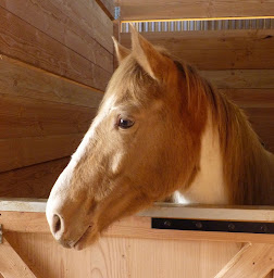 Photo n°5 de Ranch du Lévézou - Centre de Tourisme Equestre à Trémouilles (Service de tours de poneys)