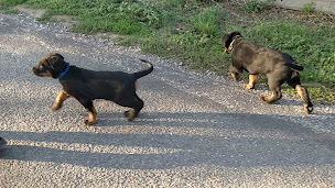 Photo n°2 de Elevage des Ombres de l'Aube - beaucerons à Saint-Just-sur-Viaur (Éleveur de chiens)