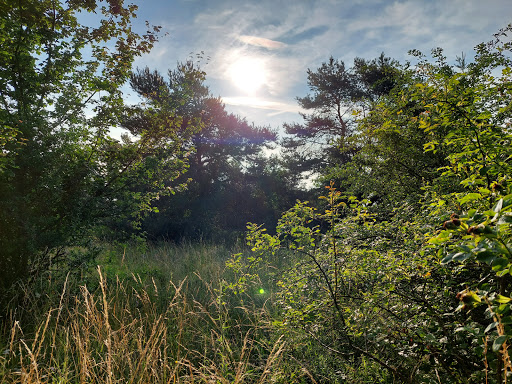 Bromberg-Rosengarten - Thumbnail