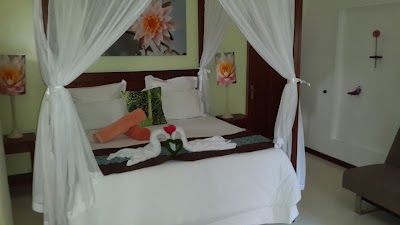 Photos of Flowers of Paradise