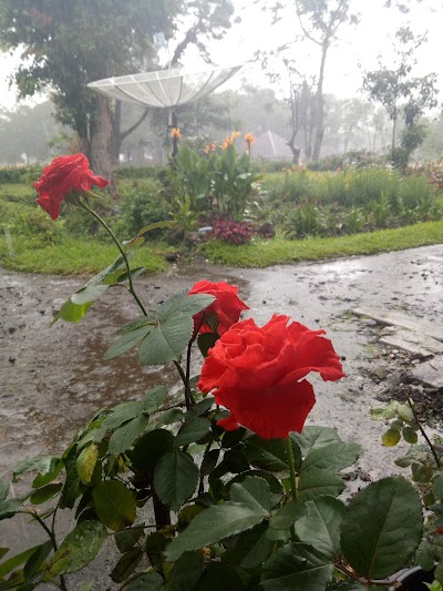 Photos of Pasar Bedeng VIII