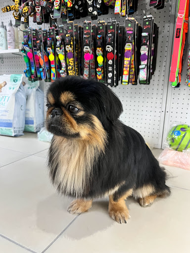 Bobi Pet Kuaför | Karşıyaka İzmir - Evcil Hayvan Kuaförü