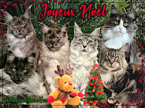 Chatterie de L'odyssée des Elfes - Elevage familiale Maine Coon LOOF dans la Manche en Normandie à Lengronne