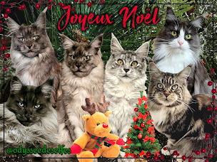 Photo n°1 de Chatterie de L'odyssée des Elfes - Elevage familiale Maine Coon LOOF dans la Manche en Normandie à Lengronne (Éleveur)