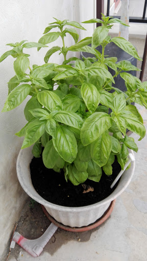 Alimentari Colasante Camillo