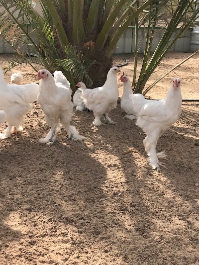 Photos of Radi Alsabti farm / مزرعة راضي السبتي