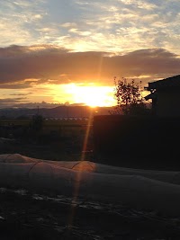 無農薬野菜 風来