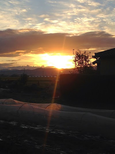 無農薬野菜 風来