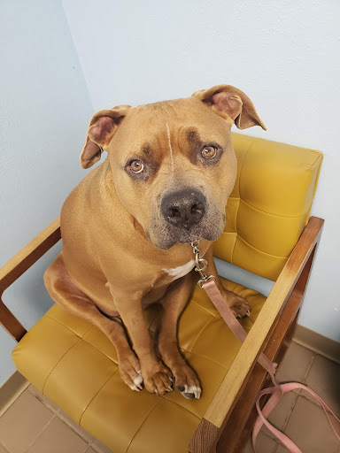 Vets Office - Visual