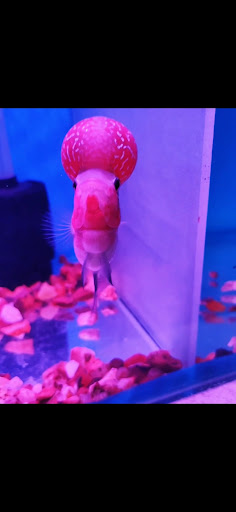 Joy Aquatics - Visual