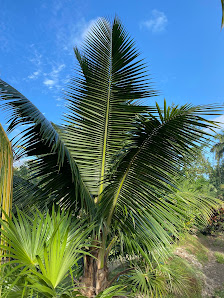 Muni Farms 26100 SW 157th Ave, Homestead, FL 33031, United States