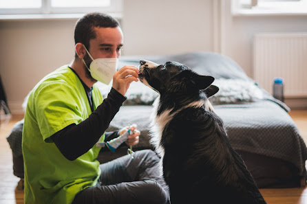 Bild: felmo Mobiler Tierarzt Erfurt Alle