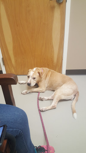 Cape Charles Animal Hospital - Thumbnail