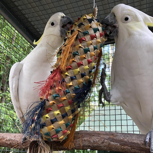 Chipper Parrots - Visual