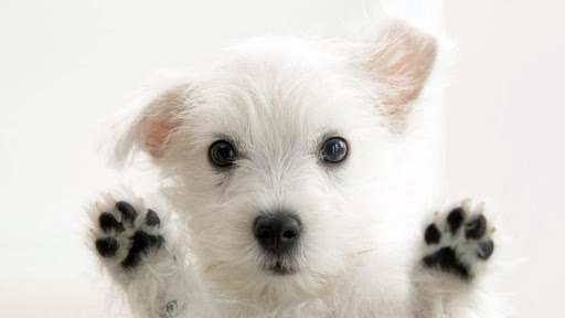 Pet Haven Gold Coast - Thumbnail