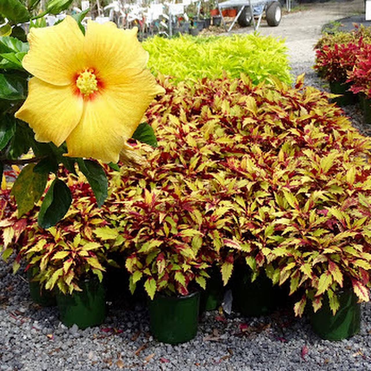 Gore�s Nursery Plant Nursery in Jacksonville