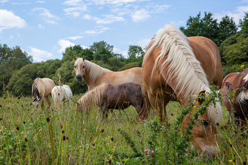 Photo de Écurie du Breizh-Pinto - Centre de Bien-être Équin - Humain - Canin - à Guilliers (56490)