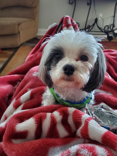 Town & Country Animal Hospital, LLC - Thumbnail