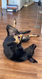 Photo n°6 de L'Odyssée Canine - éducateur canin à Fleurieux-sur-l'Arbresle (Dresseur d'animaux de compagnie)