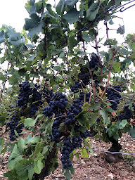 Photo n°9 de CHAMBRE D'HÔTES PIVOINE - A5 TROYES à Fralignes (Chambre d'hôtes)