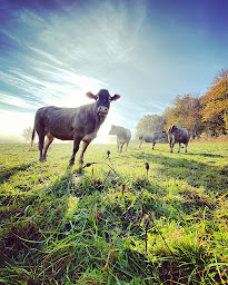 Photo n°1 de La Ferme de Bastien à Goulles (Ferme bio)