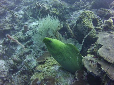 Photos of Dive Wederfoort