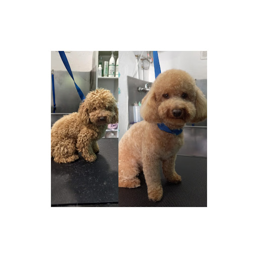 Zurikata Beauty Pets