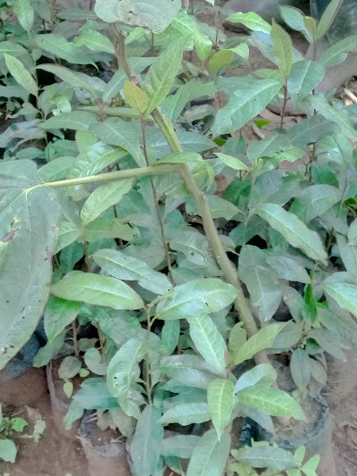 Photos of Muringato Forest
