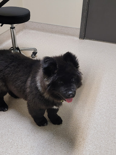Big Thompson Animal Hospital - Thumbnail