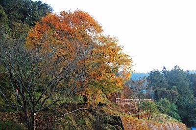 photo of Alishan