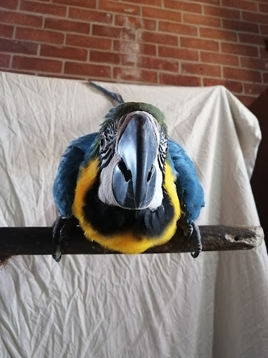 Sebah's Birds Gallery - Australia