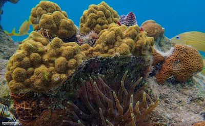 Photos of Invemar - Institute for Marine and Coastal Research