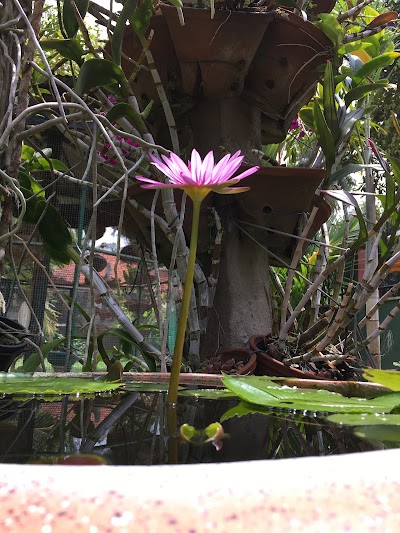 Photos of Helena Flowers