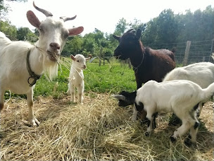 Photo n°5 de Camping La Ferme de la Maison Neuve à La Ferrière (Terrain de camping)