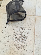 7/7 Pest Control Services : Désinsectisation, Dératisation et Désinfection à Montigny-le-Bretonneux