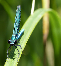 Photo n°17 de Camping Le Vaurette**** à Monceaux-sur-Dordogne (Piscine extérieure)