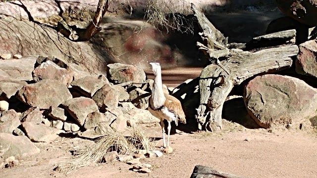 Australian Reptile Park