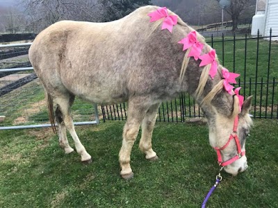 Apple Valley Pony Parties, LLC