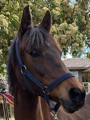 Horseland Eltham - Thumbnail