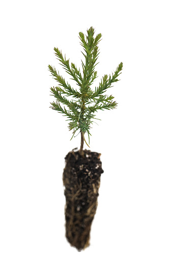 SequoiaTrees.com - Visual