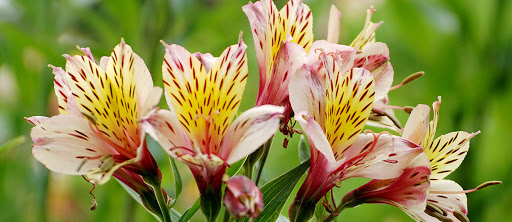Schnucks Bloomington Floral - Thumbnail