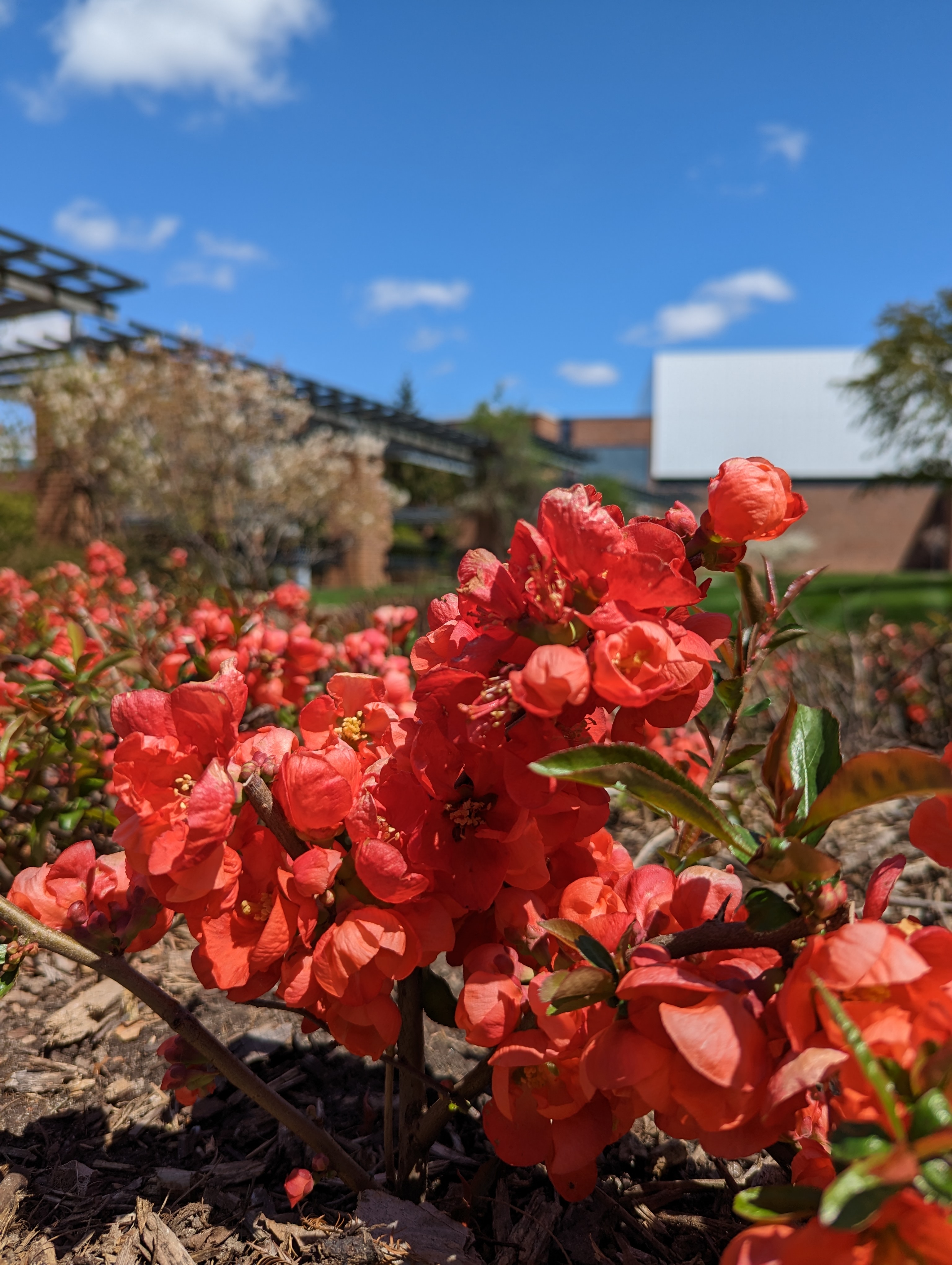BPS Gardens