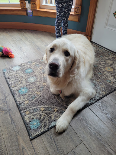 C&K Paw Sitters, LLC and Grooming - Thumbnail