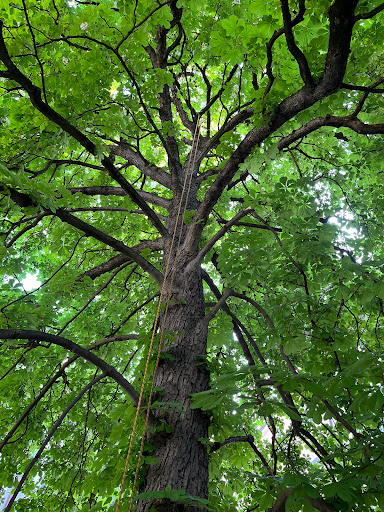Mensch und Baum Baumpflege