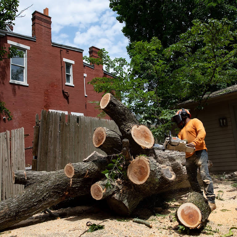 S. B. Tree Service Cincinnati Tree Service in Cincinnati