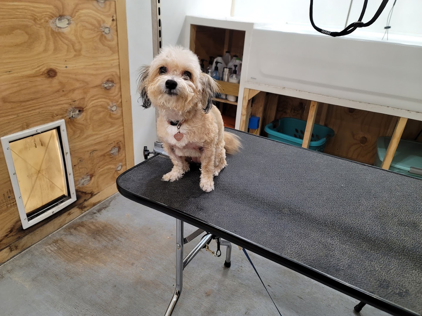Fur Real Pet Services