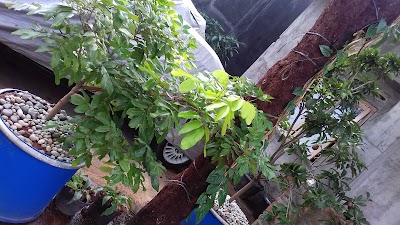 Photos of Golden Fish Aquarium
