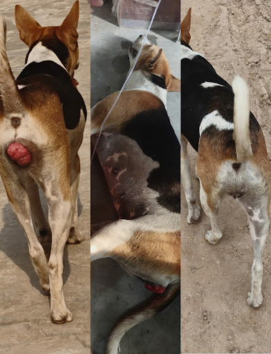 কুকুরের ছোঁয়াচে টিউমার: TVT বা VG সম্পর্কে যা জানা জরুরি 🐶🚨 post image