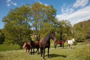 Photo n°21 de Centre équestre La Gailleste à Pouzac (Centre équestre)